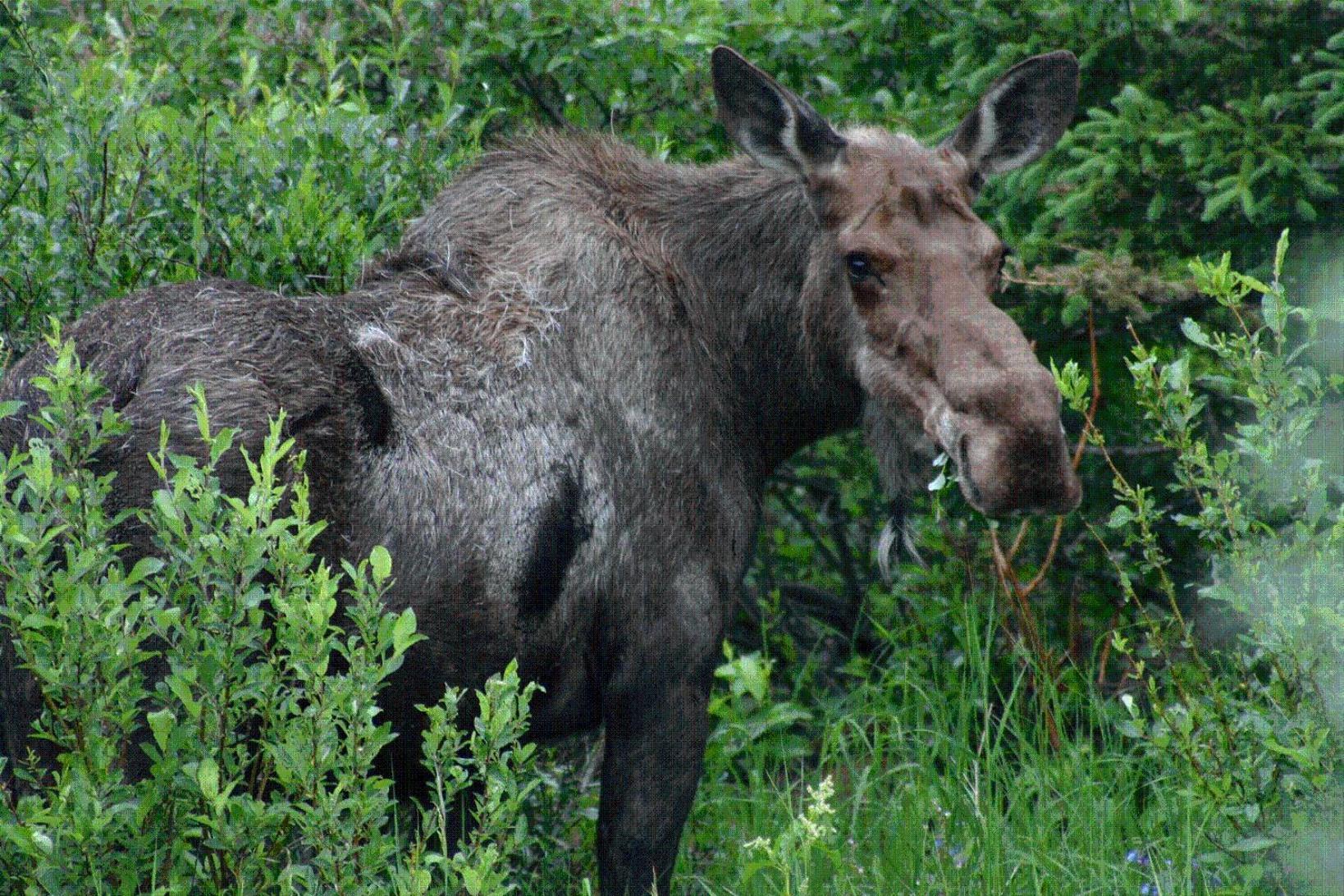Mckinley Creekside Cabins Denali Park Kültér fotó